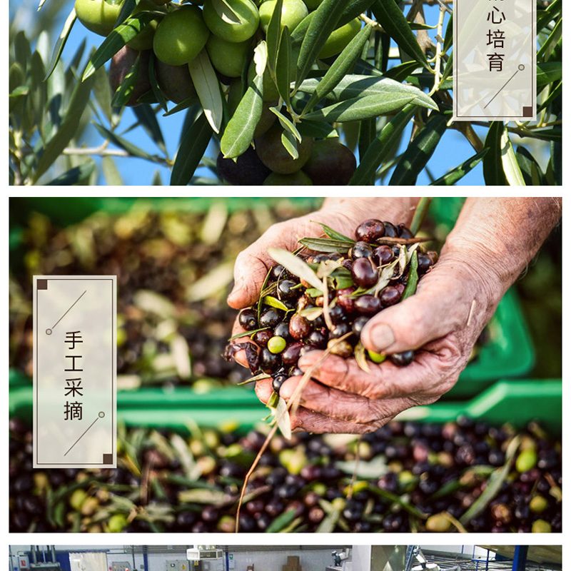 橄榄油详图1_10.jpg